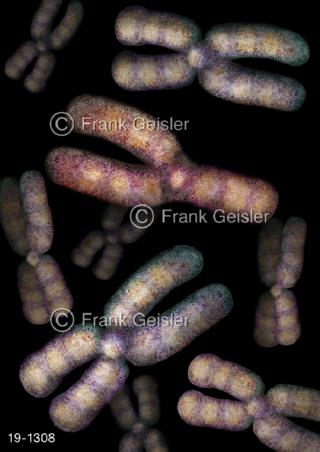 Medical-Art Genetik X-Y-Chromosomen Erbanlagen DNA