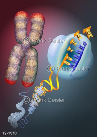 Medical-Art Genetik Chromosom Telomere Telomerase