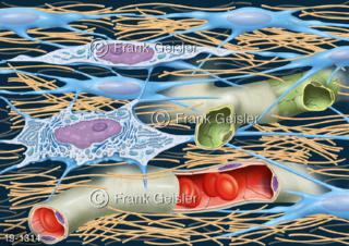 Medical-Art Gewebe Bindegewebe mit Kollagen Kapillargefäße