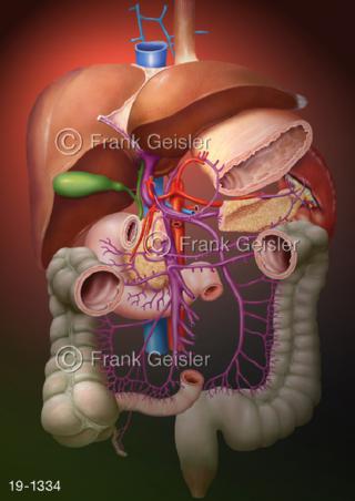Medical-Art Leber Pfortader Pfortadersystem