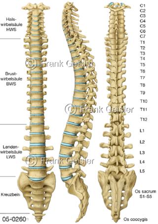 Skelett, Wirbelsäule Columna vertebralis