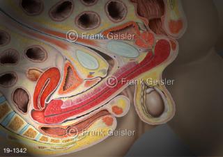 Medical-Art Geschlechtsorgane Mann Frau, Kopulation Orgasmus