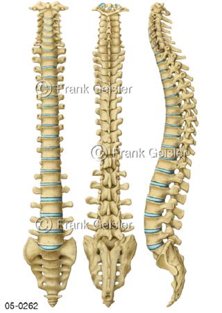 Skelett, Wirbelsäule Columna vertebralis