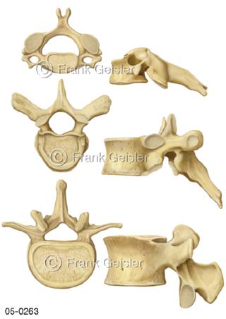 Ansichten Halswirbel Brustwirbel Lendenwirbel