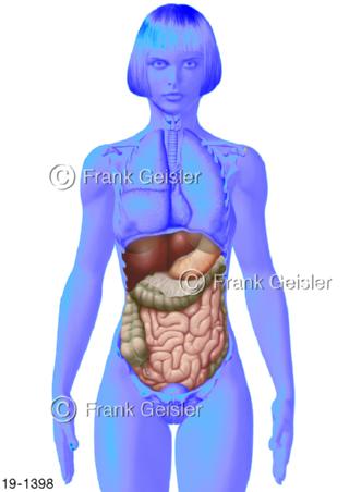 Medical-Art Verdauung Magen-Darm-Trak Frau