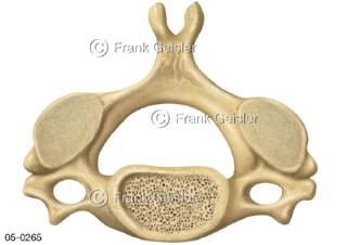 Knochen Halswirbel, Wirbelknochen der Halswirbelsäule