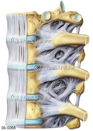 Wirbelsäule, Wirbel mit Rippen und Bänder