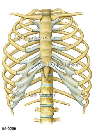 Brustkorb, Brustbein Rippenknorpel Rippen