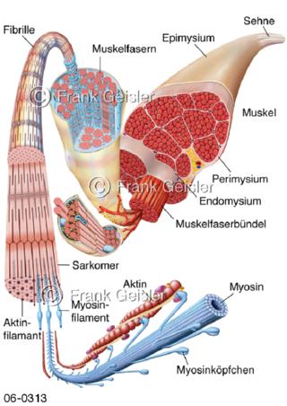 Aufbau Muskelgewebe, Muskelstruktur Muskelfasern