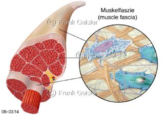 Muskulatur, Histologie der Faszien, Muskel mit Muskelfaszien