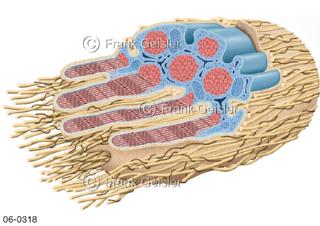 Muskel-Sehnen-Übergang von Muskelfasern und Sehnen
