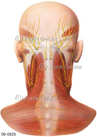 Muskulatur, Muskeln Kopf Hals dorsal