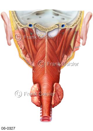 Muskulatur Pharynx Schlund Rachen