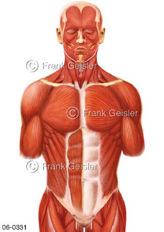 Muskulatur Mensch, Kopf Rumpf vorn