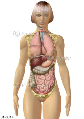 Übersicht innere Organe der Frau von frontal