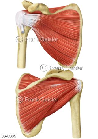 Muskeln Schulterblatt vorn hinten