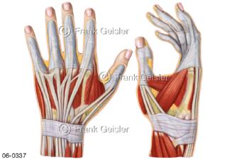 Muskulatur, Muskeln Sehnen Hand dorsal und lateral