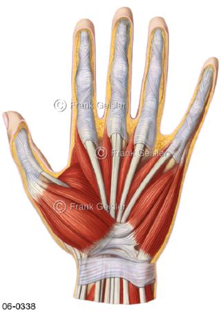 Muskeln Hand, Innenhand mit Sehnen