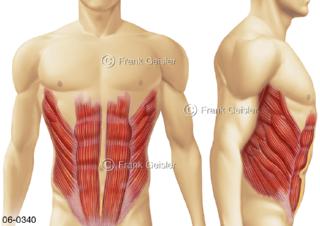 Muskulatur am Bauch, Bauchmuskeln vorn seitlich