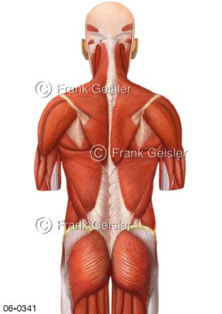 Muskulatur, oberflächliche Rückenmuskeln