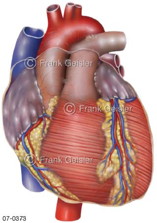 Herz Herzmuskel Herzgefäße