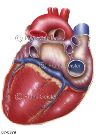 Herz Rückfläche, Hinterfläche mit Gefäße