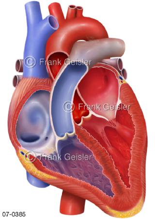 Herz Vorhöfe, Herzkammern mit Blut