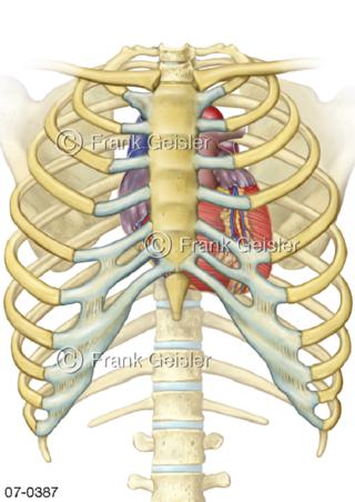 Herz im Thorax, Brustbein Brustkorb