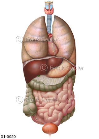 Anatomie innere Organe von vorn