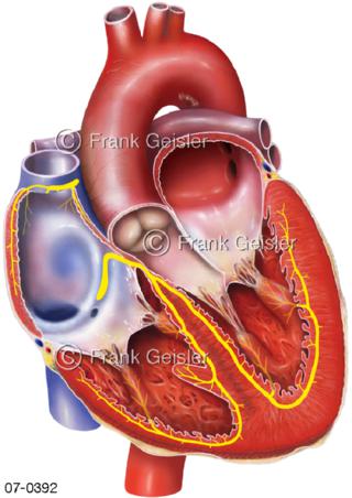Herz, Erregung Erregungsleitung Erregungsleitungssystem