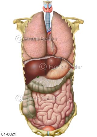 Anatomie innere Organe von vorn