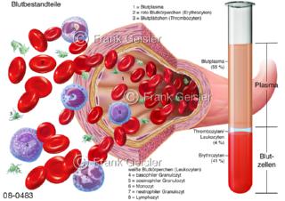 Blut, Blutbestandteile Blutplasma und Blutzellen Blutkörperchen Erythrozyten Leukozyten Thrombozyten 