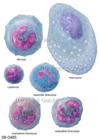 Knochemarkzellen weiße Blutzellen Leukozyten