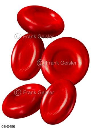 Blut Blutzellen Erythrozyten, rote Blutkörperchen