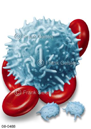 Blutzellen Leukozyt Erythrozyten Thrombozyten