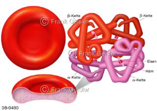 Blutzelle Erythrozyt, rotes Blutkörperchen mit Blutfarbstoff Hämoglobin