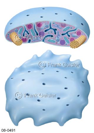 Blut, Aufbau Blutplättchen Thrombozyten