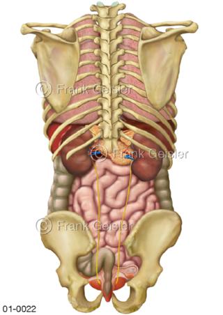 Anatomie innere Organe von hinten