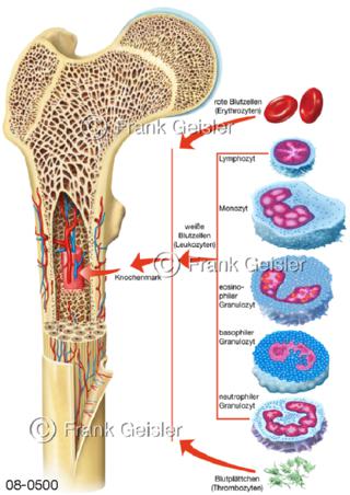 Blutzellen Knochenmark Knochen