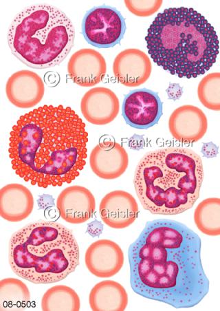 Ausstrich Blutzellen im Knochenmark