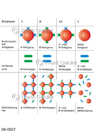 Blut Blutgruppen AB0-System, Kontrolle bei Bluttransfusion