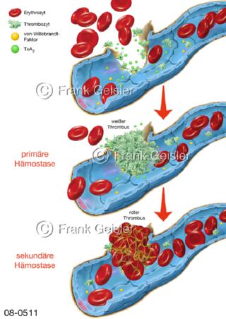 primäre sekundäre Hämostase, Blutgerinnung