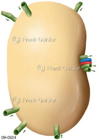 Immunsystem Lymphknoten Lymphe