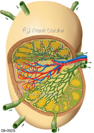  Immunsystem, Schnitt durch  Lymphknoten