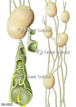 Lymphgefäße, Lymphkapillare mit Lymphknoten