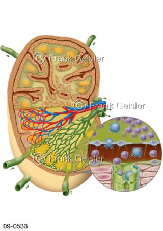 Lymphknoten, lymphatisches Organ
