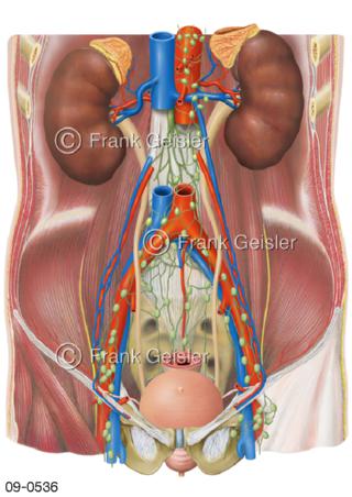 Immunsystem, Lymphgefäße Lymphknoten Bauchraum Leiste