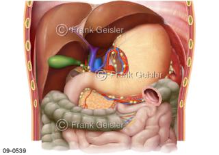  Immunsystem, Lymphgefäße Lymphknoten Magen, Organe Oberbauch