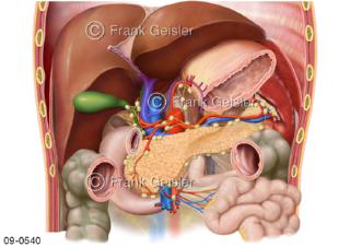 Immunsystem, Lymphgefäße Lymphknoten Bauchspeicheldrüse Pankreas