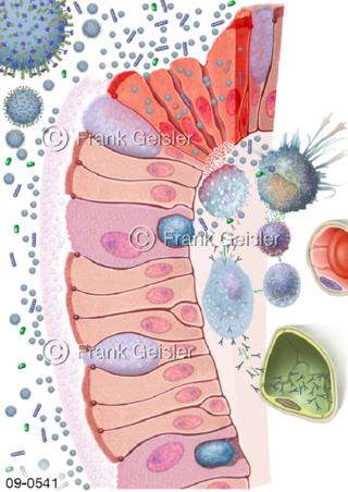 Schleimhaut, Immunreaktion bei Influenza